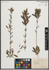 Foto von Salix purpurea L.